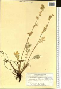 Potentilla pensylvanica L., Siberia, Altai & Sayany Mountains (S2) (Russia)