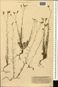 Linum tenuifolium L., Caucasus, Krasnodar Krai & Adygea (K1a) (Russia)