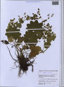 Alchemilla lindbergiana Juz., Siberia, Baikal & Transbaikal region (S4) (Russia)