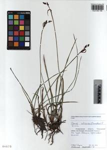KUZ 003 190, Carex orbicularis Boott, Siberia, Altai & Sayany Mountains (S2) (Russia)