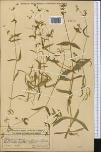 Lepyrodiclis stellarioides Schrenk ex Fisch. & C. A. Mey., Middle Asia, Western Tian Shan & Karatau (M3) (Kazakhstan)
