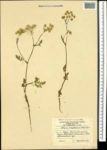 Carum meifolium (M. Bieb.) Boiss., Caucasus, South Ossetia (K4b) (South Ossetia)