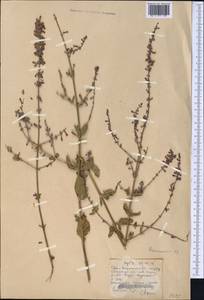 Salvia scrophulariifolia (Bunge) B.T.Drew, Middle Asia, Pamir & Pamiro-Alai (M2)