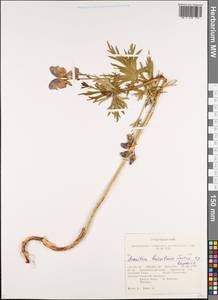 Aconitum ambiguum subsp. baicalense (Turcz. ex Rapaics) Vorosch., Siberia, Altai & Sayany Mountains (S2) (Russia)