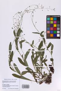 Myosotis sylvatica Ehrh. ex Hoffm., Eastern Europe, Moscow region (E4a) (Russia)