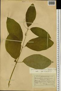 Vincetoxicum ascyrifolium Franch. & Sav., Siberia, Russian Far East (S6) (Russia)