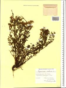 Hypericum scabrum L., Caucasus, Azerbaijan (K6) (Azerbaijan)