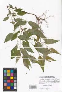 Prunus pensylvanica L. fil., Eastern Europe, Moscow region (E4a) (Russia)