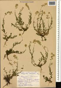 Polygala anatolica Boiss. & Heldr., Caucasus, Dagestan (K2) (Russia)