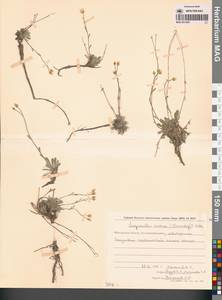 Physaria arctica (Wormsk. ex Hornem.) O'Kane & Al-Shehbaz, Siberia, Chukotka & Kamchatka (S7) (Russia)