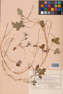 Ixeris repens (L.) A.Gray, Siberia, Russian Far East (S6) (Russia)