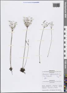 Androsace septentrionalis L., Eastern Europe, Middle Volga region (E8) (Russia)