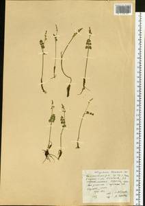 Botrychium lunaria (L.) Sw., Siberia, Yakutia (S5) (Russia)