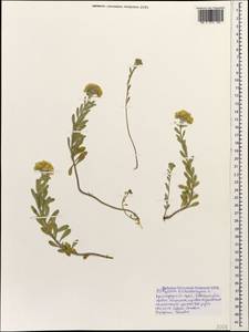 Alyssum trichostachyum Rupr., Caucasus, Black Sea Shore (from Novorossiysk to Adler) (K3) (Russia)