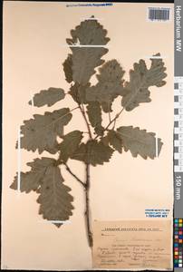 Quercus hartwissiana Steven, Caucasus, Krasnodar Krai & Adygea (K1a) (Russia)