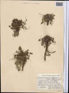 Dimorphosciadium gayoides (Regel & Schmalh.) Pimenov, Middle Asia, Western Tian Shan & Karatau (M3) (Uzbekistan)