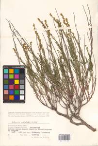 Artemisia salsoloides Willd., Eastern Europe, Lower Volga region (E9) (Russia)