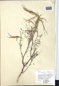 Astragalus fedtschenkoanus Lipsky, Middle Asia, Pamir & Pamiro-Alai (M2) (Kyrgyzstan)