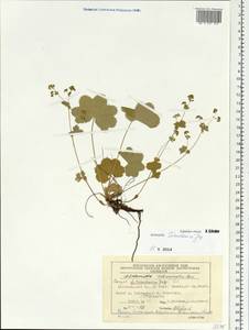 Alchemilla turuchanica Juz., Siberia, Central Siberia (S3) (Russia)