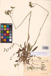Pilosella piloselloides subsp. praealta (Gochnat) S. Bräut. & Greuter, Eastern Europe, Western region (E3) (Russia)