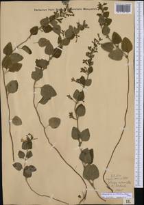 Clinopodium menthifolium (Host) Merino, Eastern Europe, West Ukrainian region (E13) (Ukraine)
