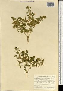 Zygophyllum rosovii var. latifolium (Schrenk) Popov, Mongolia (MONG) (Mongolia)