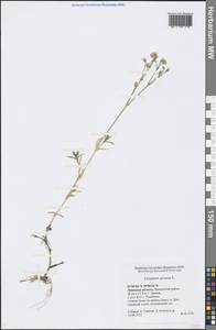 Cerastium arvense L., Eastern Europe, Central forest-and-steppe region (E6) (Russia)