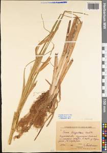 Carex atherodes Spreng., Eastern Europe, Central forest-and-steppe region (E6) (Russia)