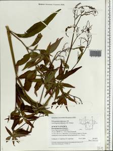 Koenigia alpina (All.) T. M. Schust. & Reveal, Eastern Europe, Central region (E4) (Russia)