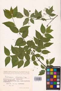 Euonymus verrucosus Scop., Eastern Europe, Lower Volga region (E9) (Russia)