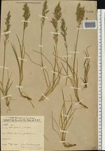 Deschampsia cespitosa subsp. cespitosa, Eastern Europe, Northern region (E1) (Russia)