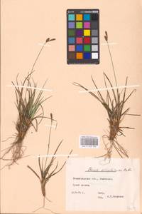 Carex ericetorum Pollich, Eastern Europe, North-Western region (E2) (Russia)