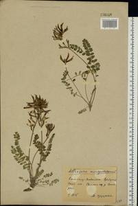 Astragalus monspessulanus, Eastern Europe, North Ukrainian region (E11) (Ukraine)