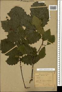 Quercus hartwissiana Steven, Caucasus, Abkhazia (K4a) (Abkhazia)