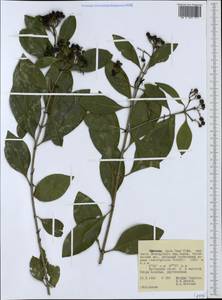 Rubiaceae, Africa (AFR) (Ethiopia)