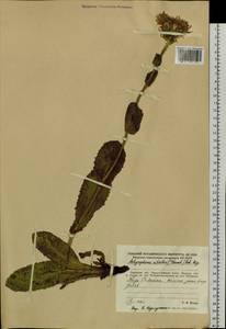 Trommsdorffia ciliata (Thunb.) Soják, Siberia, Russian Far East (S6) (Russia)