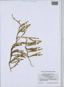 Spinulum annotinum subsp. dubium (Zoëga) J.H.Xue, Chepinoga & K.P.Ma, Eastern Europe, Northern region (E1) (Russia)