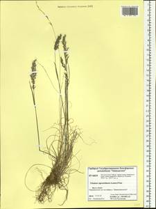 Koeleria subalpestris (Hartm.) Barberá, Quintanar, Soreng & P.M.Peterson, Siberia, Central Siberia (S3) (Russia)