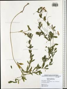 Lathyrus tuberosus L., Eastern Europe, Central region (E4) (Russia)