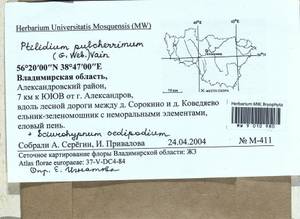 Sciuro -hypnum oedipodium (Mitt.) Ignatov & Huttunen, Bryophytes, Bryophytes - Middle Russia (B6) (Russia)