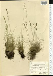 Festuca ovina L., Siberia, Baikal & Transbaikal region (S4) (Russia)