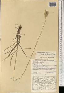 Calamagrostis epigejos (L.) Roth, Mongolia (MONG) (Mongolia)