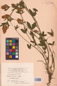Trifolium pannonicum Jacq., Eastern Europe, West Ukrainian region (E13) (Ukraine)