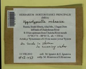 Hygrohypnella ochracea (Turner ex Wilson) Ignatov & Ignatova, Bryophytes, Bryophytes - Western Siberia (including Altai) (B15) (Russia)