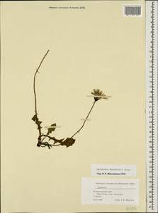 Leontodon hispidus subsp. danubialis (Jacq.) Simonk., Caucasus, Black Sea Shore (from Novorossiysk to Adler) (K3) (Russia)