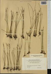 Trichophorum alpinum (L.) Pers., Western Europe (EUR) (Denmark)