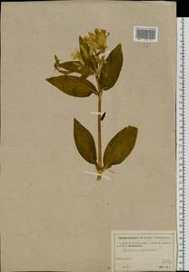 Saponaria officinalis L., Eastern Europe, Moscow region (E4a) (Russia)