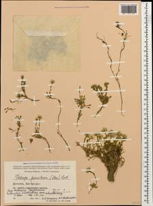 Noccaea pumila (Steven) Steud., Caucasus, Dagestan (K2) (Russia)