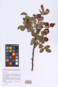 Rosa villosa L., Eastern Europe, Central forest-and-steppe region (E6) (Russia)