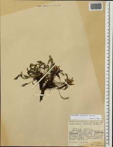 Pedicularis ochotensis A. Khokhr., Siberia, Russian Far East (S6) (Russia)
